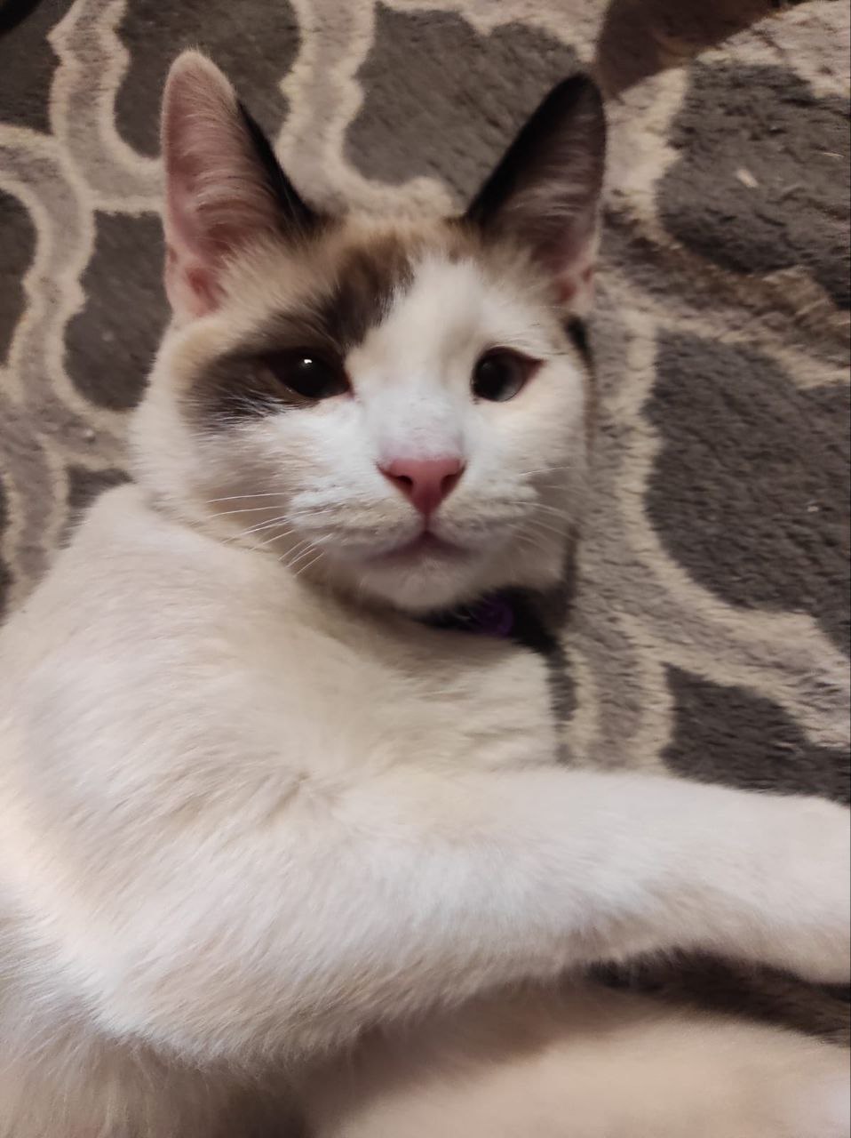 Мой кот
